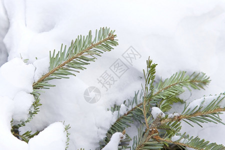 树枝覆盖积雪冬季节天分支机构新的图片