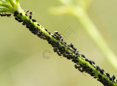 殖民地颜色害虫绿植物上的蚂蚁和图片