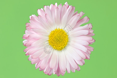 美丽的盛开的雏菊背景图片