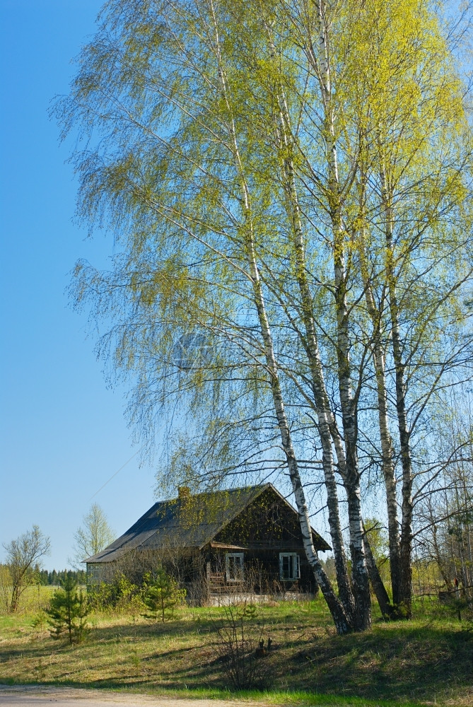 屋四月在村里房子附近的Birch家自然图片