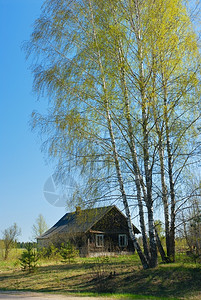 屋四月在村里房子附近的Birch家自然图片