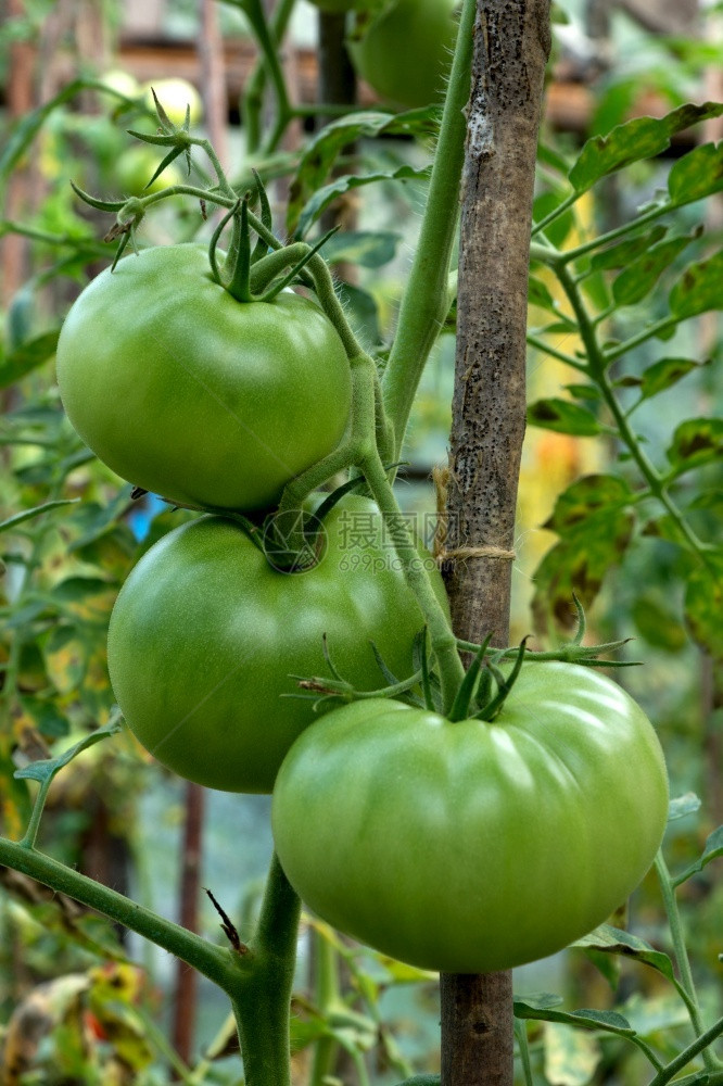 健康生态的花园里长不熟番茄绿色图片