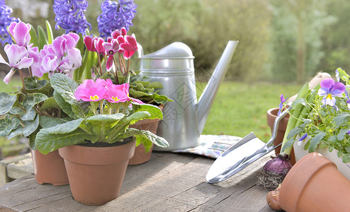 春天浇水花盆和园艺工具放在花的桌子上朵图片