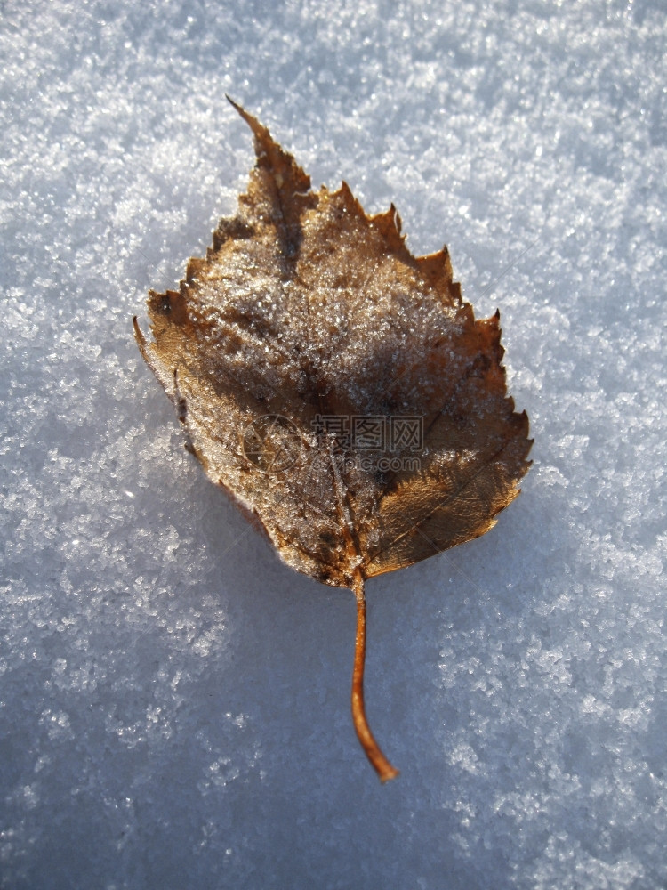 雪地上的黄色落叶霜的孤独子图片