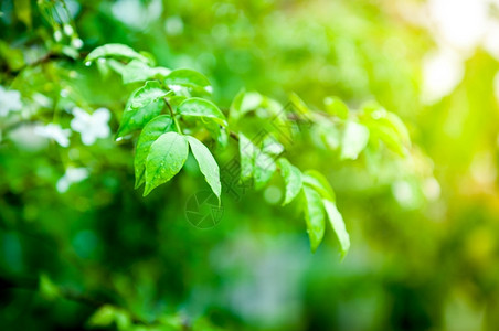 雨后绿叶滴水图片