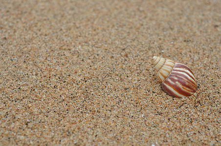 田园诗般的假期海滩上一个贝壳脆弱背景图片
