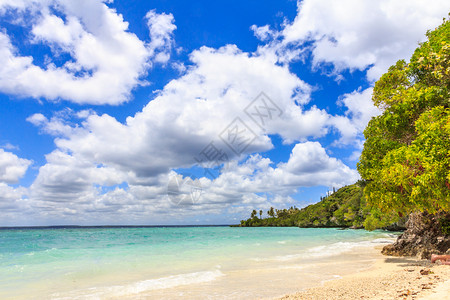 海滩太平洋树木图片