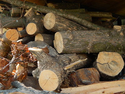 林业木质材树砍伐门户14圆形的图片