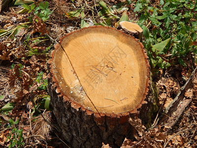 圆形的木质材树砍伐料头图片