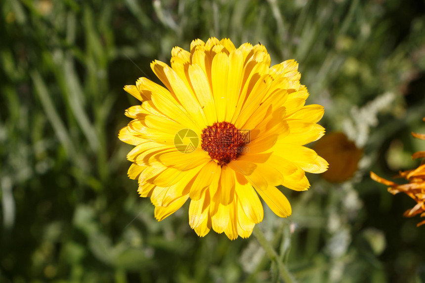 植物夏天自然季在一个田地里黄绿色普通马龙形花朵图片