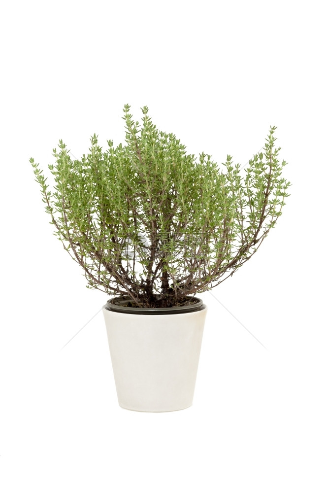 有机的植物白色背景陶罐中甲状腺枝条图片