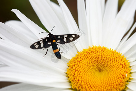 花朵菊上的黑蝴蝶蛾黄色翅膀图片