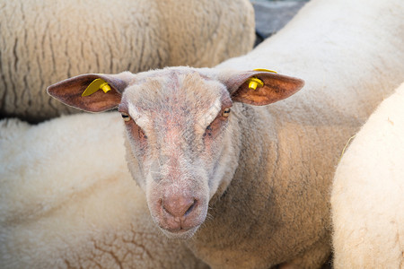 红头和白羊毛的法国牛黄色的西方家畜图片