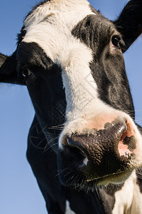 奶牛对着蓝天露出大脸自然农业黑色的图片