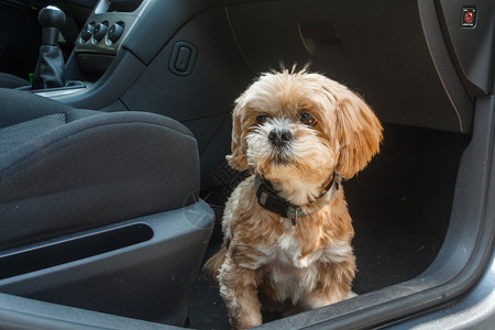 动物国内的拉萨阿波索狗坐在一辆车的地板上犬类图片
