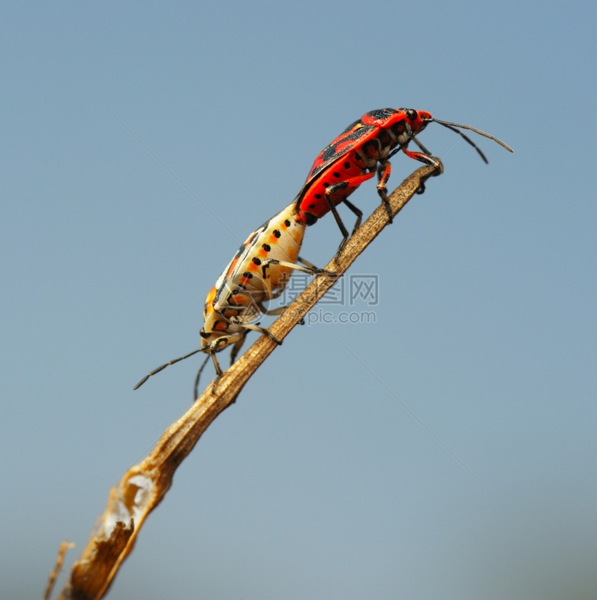红色的动物两个小虫友在草地上自然图片