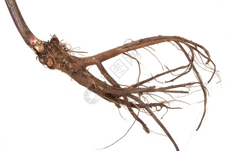 药物季节旋覆花用植物土木香的根图片