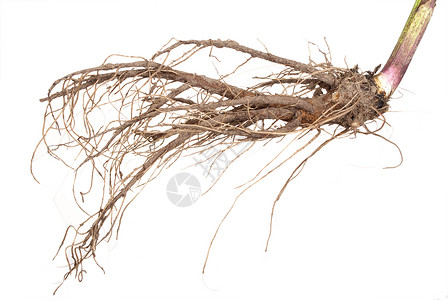 旋覆花复活节药用植物土木香的根健康图片