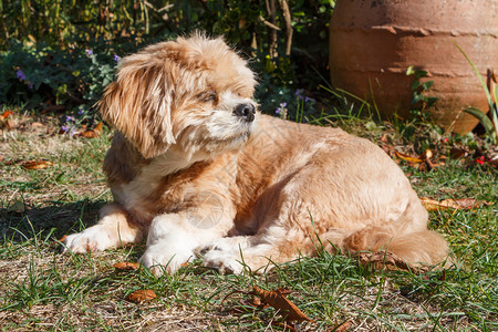 哺乳动物宠阿普索红拉哈萨波狗躺在花园里图片