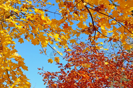 天空下的秋季树林图片