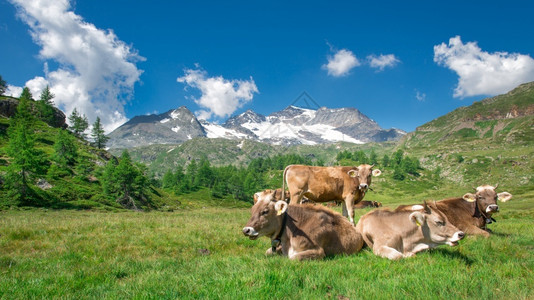 羊群牛群在草地上吃草图片