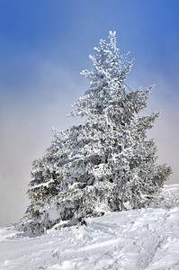 被白雪覆盖的树木图片