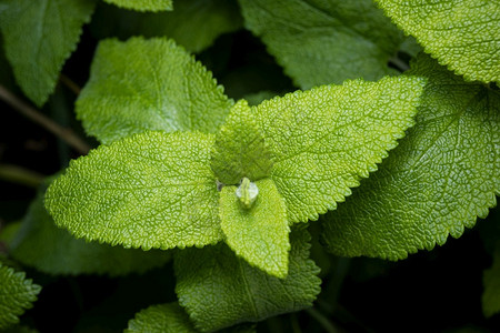 绿色新鲜的野生薄荷种植曼塔长毛花草本薄荷醇图片