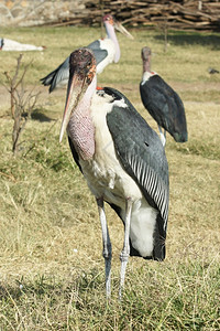 动物MarabouStork阿瓦萨东非大裂谷埃塞俄比亚非洲细翅目鹳图片