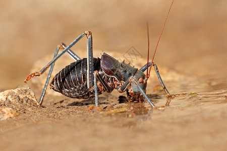 动物群蟋蟀昆虫一家非洲装甲地面板球式足家庭布雷托里达饮用水南非图片