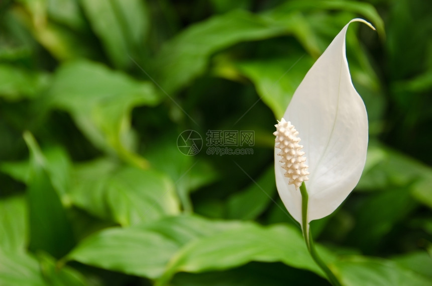 属一种Spathphyllum和平百合的白花和平莉从精灵Spathphyhillum在绿色背景面前温暖的图片