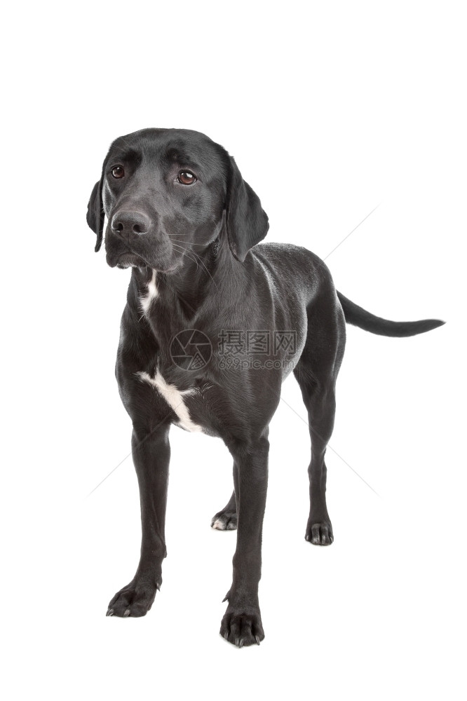 宠物杂种一白色背景面前的混合种狗品图片