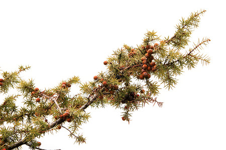 白色背景的Juniperus逗号上的Juniper分支环境衬套杜松图片