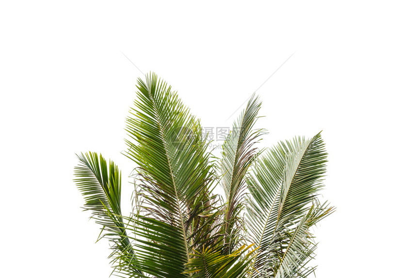白色背景的孤立顶棕榈树白色的热带户外图片