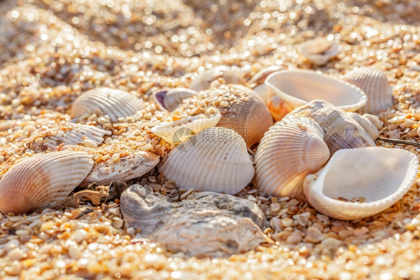 海岸旅行有质感的沙子碎石贝壳近岸图片