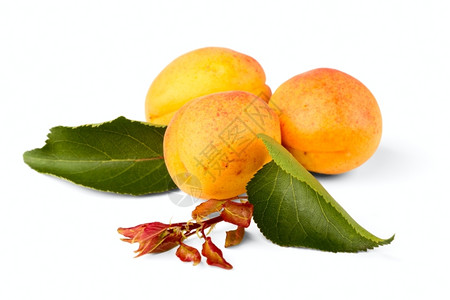 产品成熟庄稼孤立在白色背景上的杏果实图片