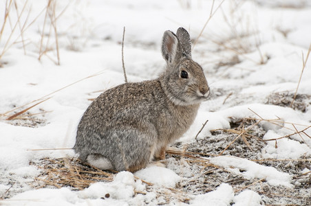 雪地上的兔子高清图片