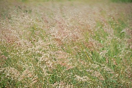 乡村的禾本科狼尾草作为自然背景的五氯胺酮或甘草图片