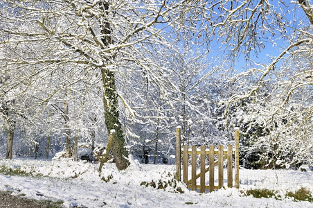 农村花园树木覆盖着白雪由一扇小木门关闭栅栏经过木制的图片