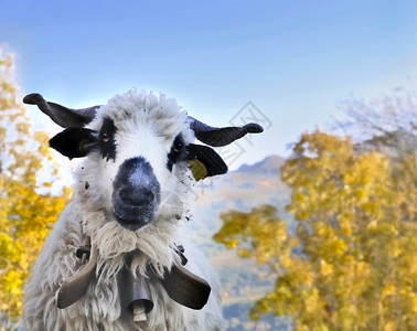 国内的在黄色树叶和蓝天空前白黑的可爱绵羊色农业图片