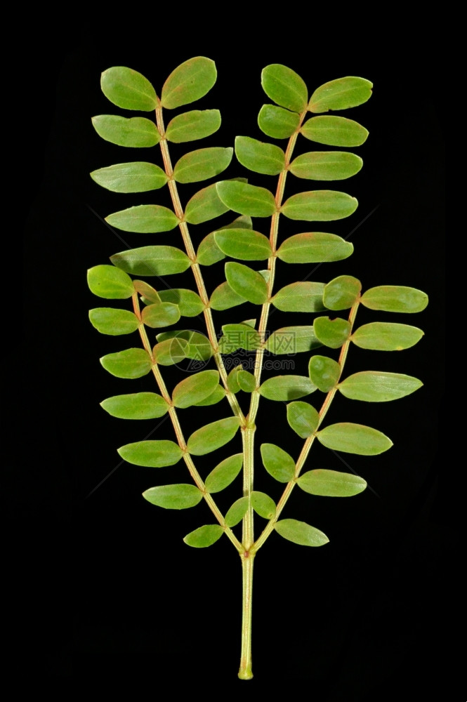 黑背景的非洲阿卡西亚树叶以黑色背景驱动植物群对称的生长图片