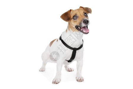 犬类动物国内的杰克罗素梗犬在白色背景前图片