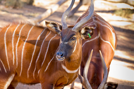 美丽黄芪自然邦戈棕色羚羊有白条纹和螺旋角图片