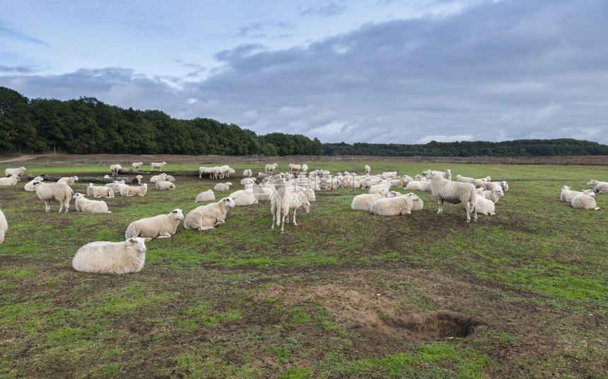 埃德牛石南花牧羊群聚集在伊德荷兰岛的荒地上在霍兰的金克尔草地上图片