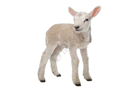 家畜新的白色背景面前羔羊肉哺乳动物图片