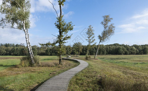 EPE在Epe附近的Veluwe穿过自然界的木足迹门户14缠绕踪迹背景