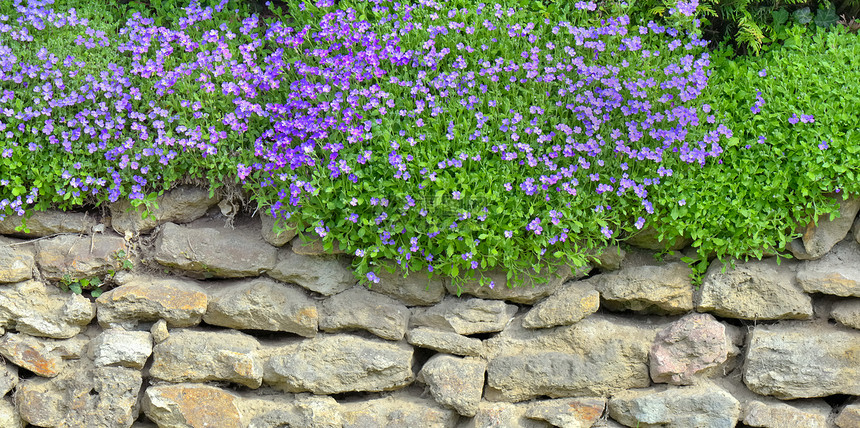 花朵盛开的紫色奥巴列蒂亚花朵覆盖着园的石墙奥布雷蒂亚绽放装饰图片