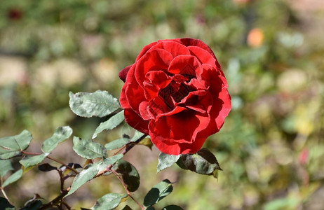 自然花园里有一朵美丽的红玫瑰盛开花朵蔷薇令人惊叹的背景图片