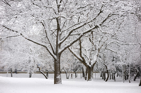 十二月冷静的城市寒冬日冷天带雪树木一月图片