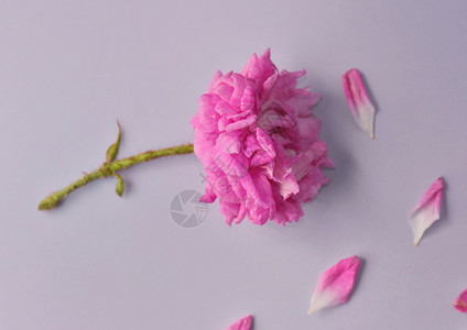 花朵被玫瑰粉红色的朵切开有双向花瓣背景新鲜蔷薇花双倍的图片