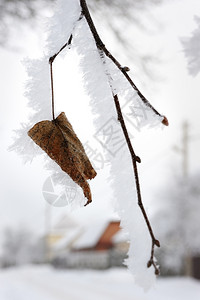 十二月寒冷的冬日有条纹树木冷静一种图片